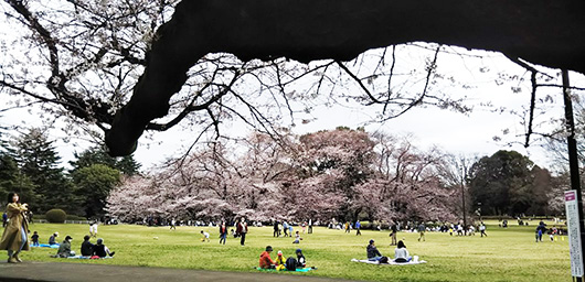 砧公園の桜1