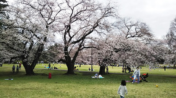 砧公園の桜2