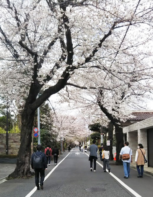 成城の風景