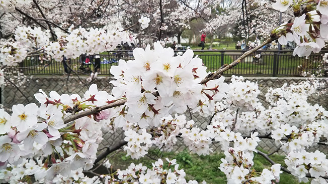 祖師谷公園の桜1