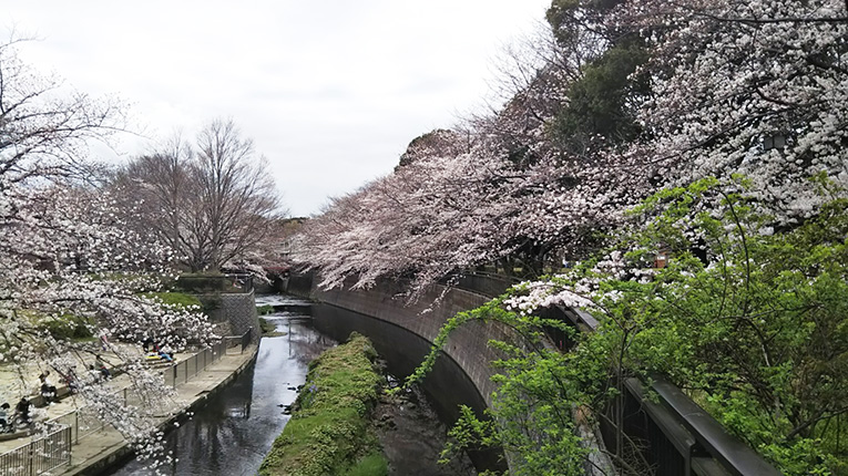 祖師谷公園の桜1