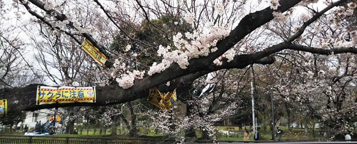 祖師谷公園の桜3