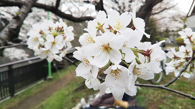 祖師谷公園の桜5