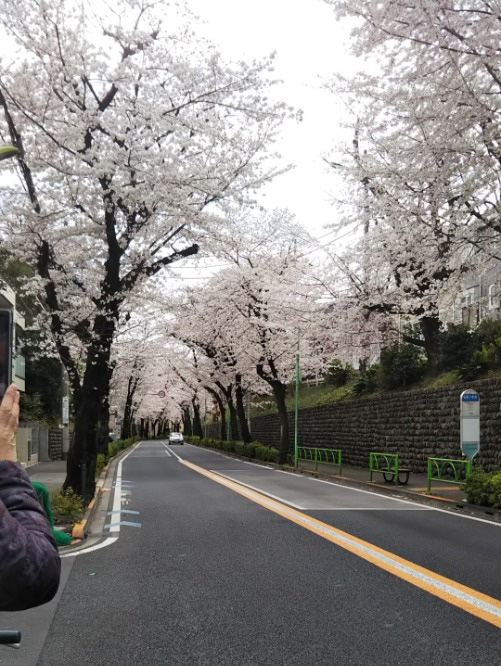 千歳通りの桜