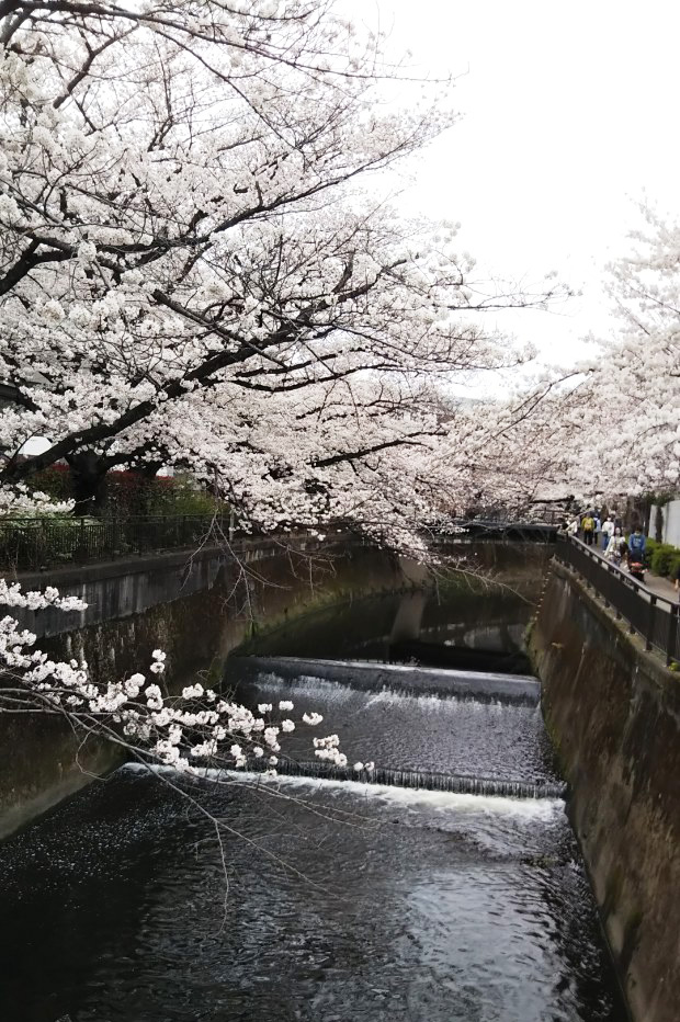 東宝スタジオ横の桜