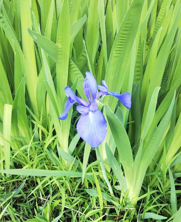 カキツバタの花