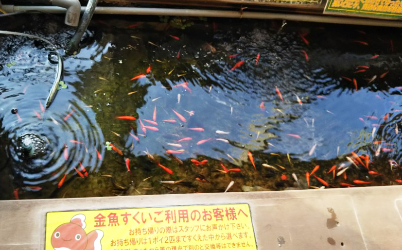 大量の金魚