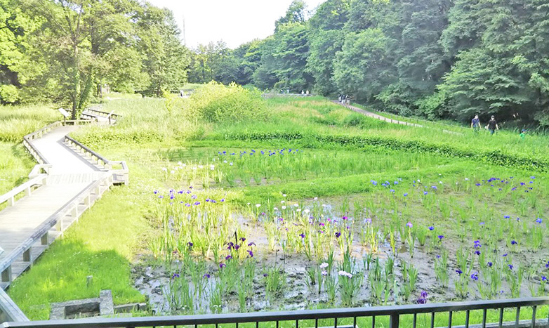 5月下旬の水生植物園