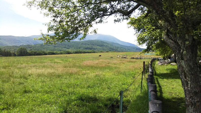 広大な牧場風景