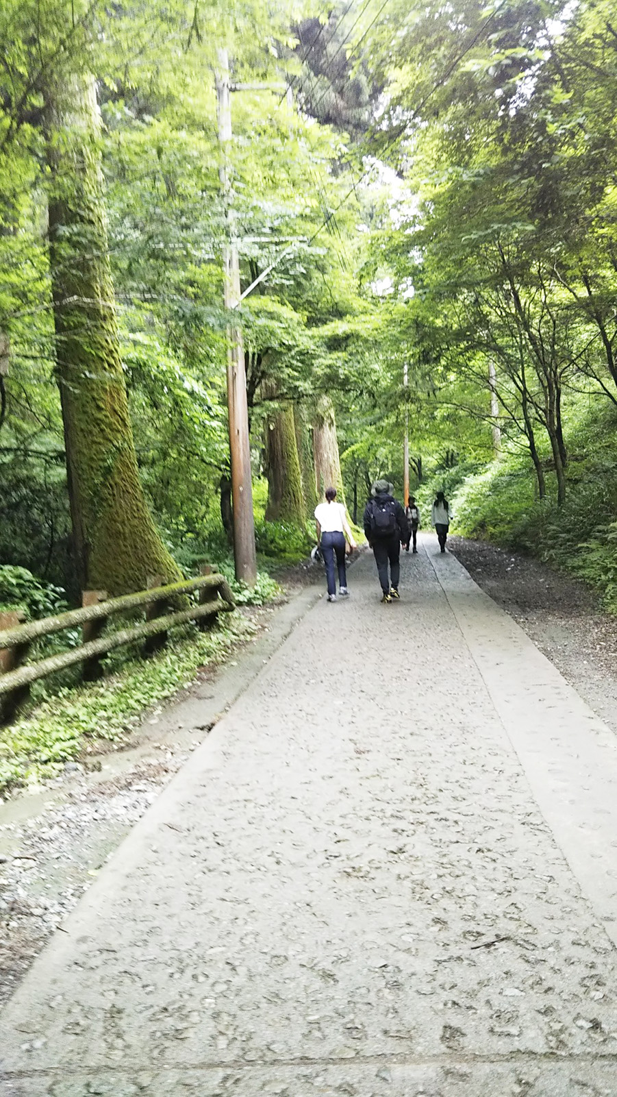 舗装されている1号路